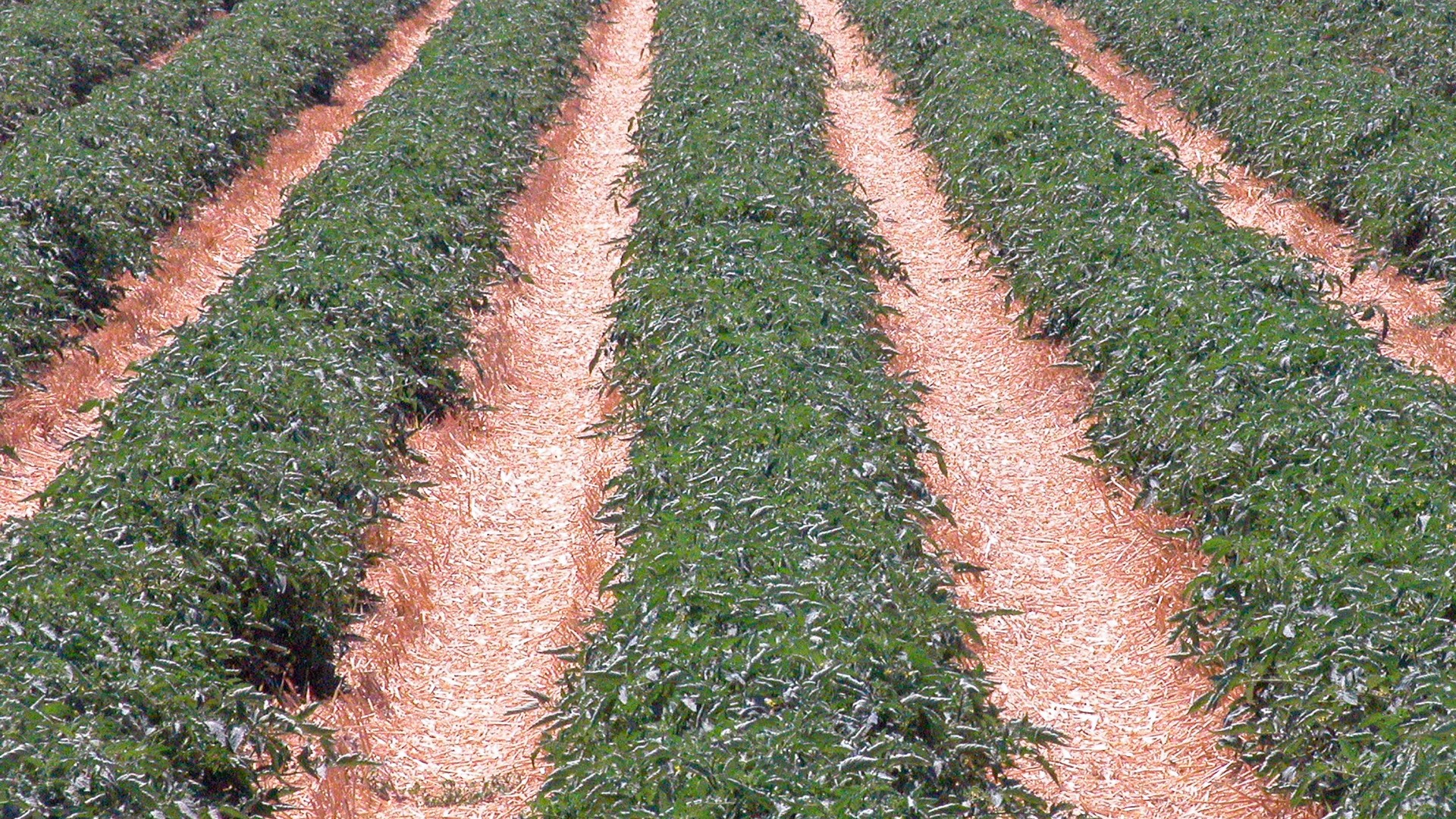 Soil Health in Organic Farming