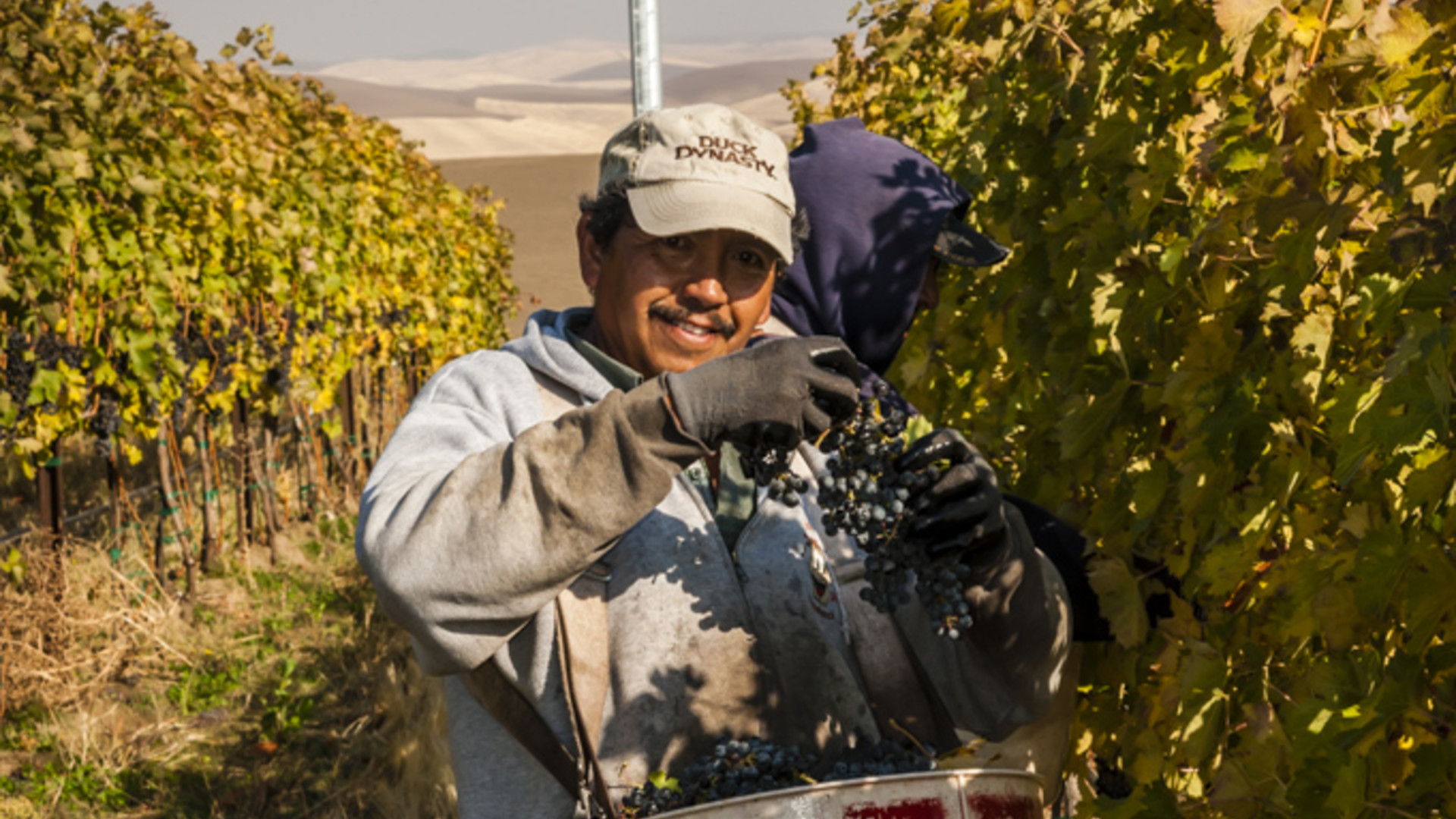 Wine Grape Harvest 2019 Pt 1