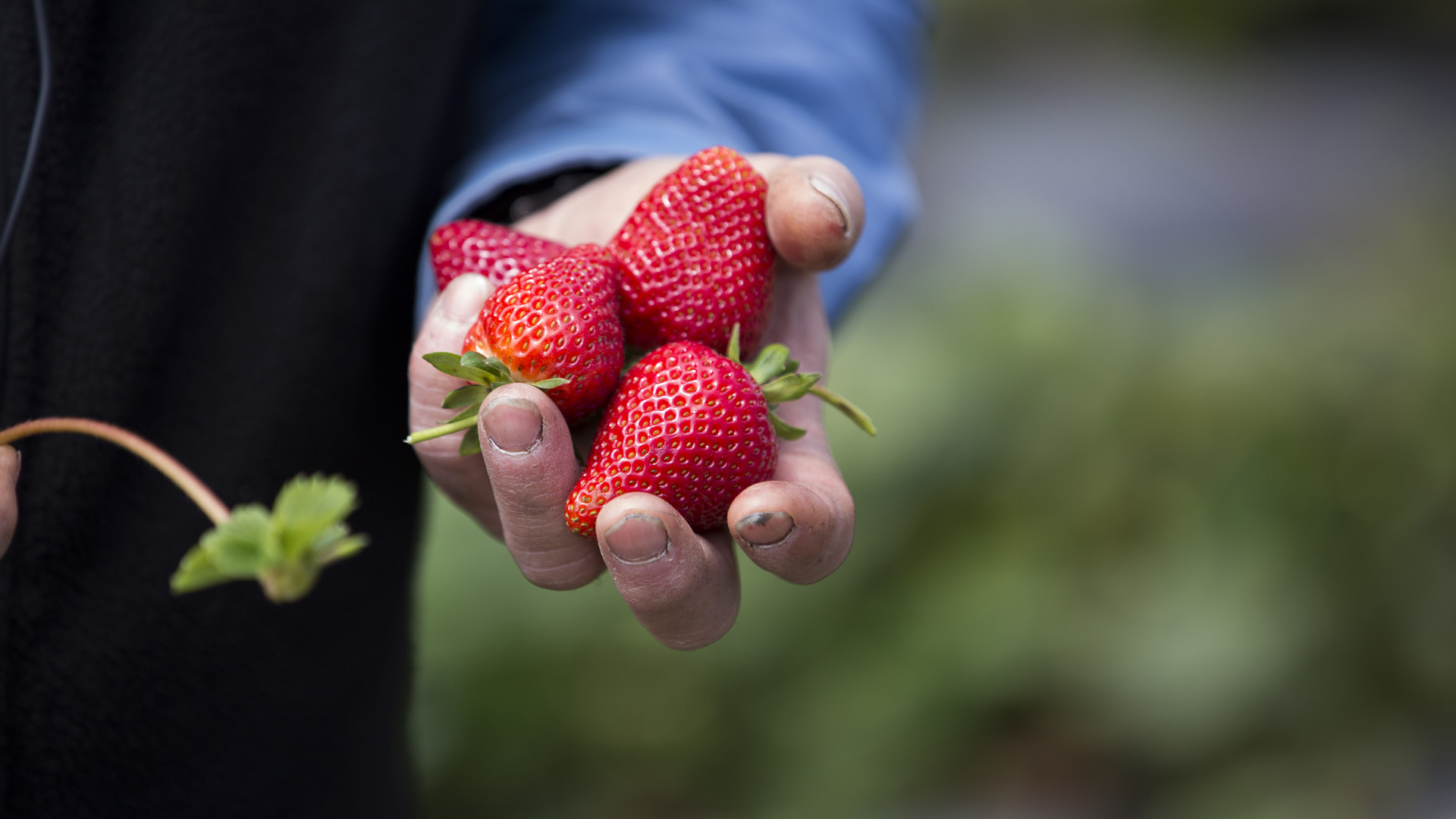 Enhanced Safety Practices on California Strawberry Farms