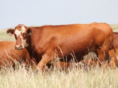 R-CALF USA Urges Opening of CRP Lands to Slow Cattle Supply Chain