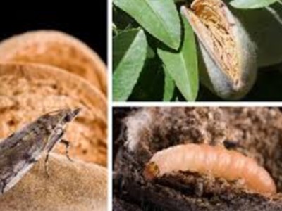 USDA Funding Will Help Move Forward Sterile Insect Technology for Navel Orangeworm