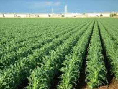 AG Adaptability in Pandemic