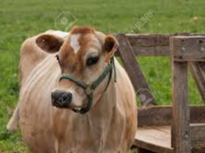 Colorado Dairy Cows