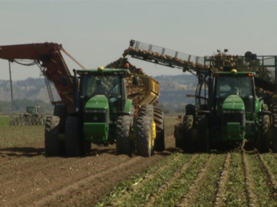 Solid Rebound Expected for U.S. Sugarbeet Industry