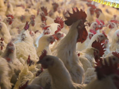 Senior Executives at Major Chicken Producers Indicted on Antitrust Charges