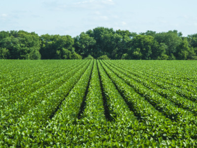 Dicamba Registrations Vacated