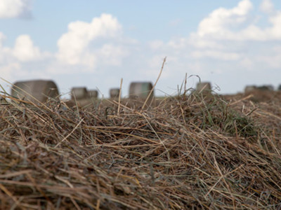 Thune, Smith Introduce Bill to Allow Emergency Haying and Grazing on CRP Acres During COVID-19 Pandemic