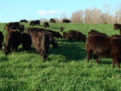 Test Forages for Nitrate Before Haying or Grazing