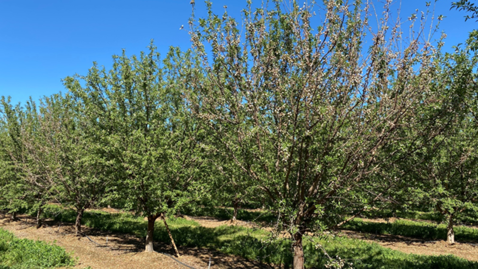 Almond Leafout Failure Seems Related to Wet Springs