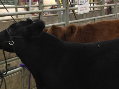 Don't Miss the NILE Merit Heifer Program Deadline