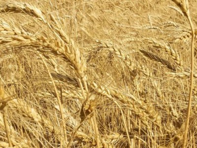 Colorado Wheat