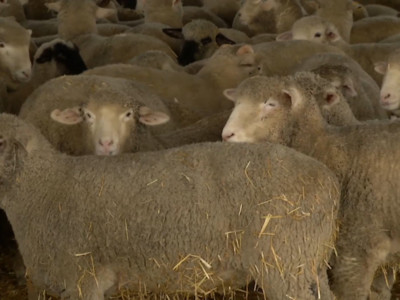 ASI Requests CFAP Coverage for Replacement and Slaughter Ewes