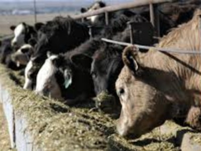 July Cattle Survey