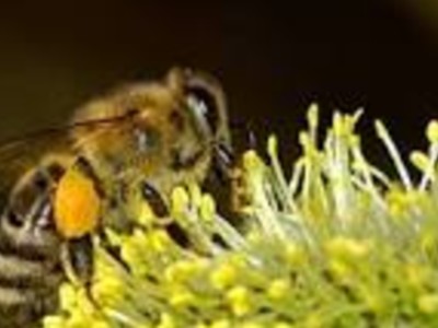 Pollinator Stewardship Council