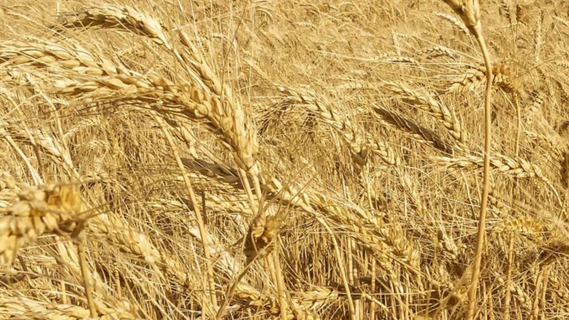 Colorado Wheat Virtual Field Days