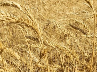 Colorado Wheat Virtual Field Days