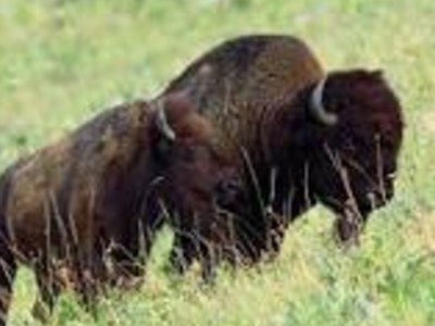 Bison Producers Appeal for CFAP Relief