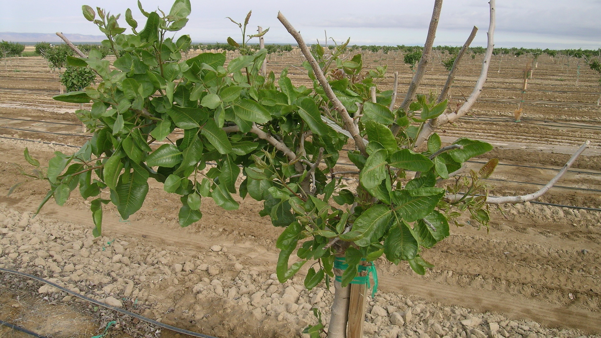 Winter Juvenile Tree Dieback  In Pistachios