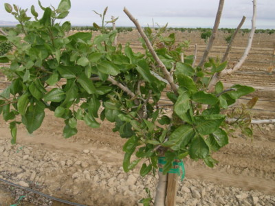 Winter Juvenile Tree Dieback  In Pistachios