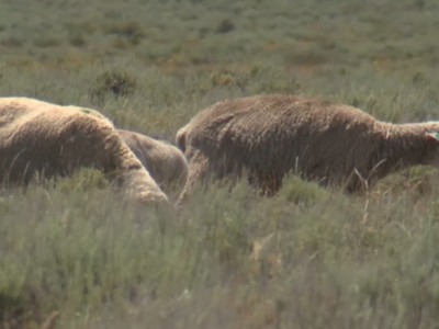 Members Sought for Targeted Grazing Working Group