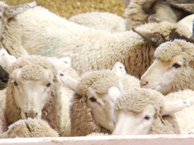 ASI Requests CFAP Coverage for Replacement and Slaughter Ewes