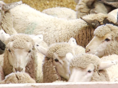 ASI Requests CFAP Coverage for Replacement and Slaughter Ewes