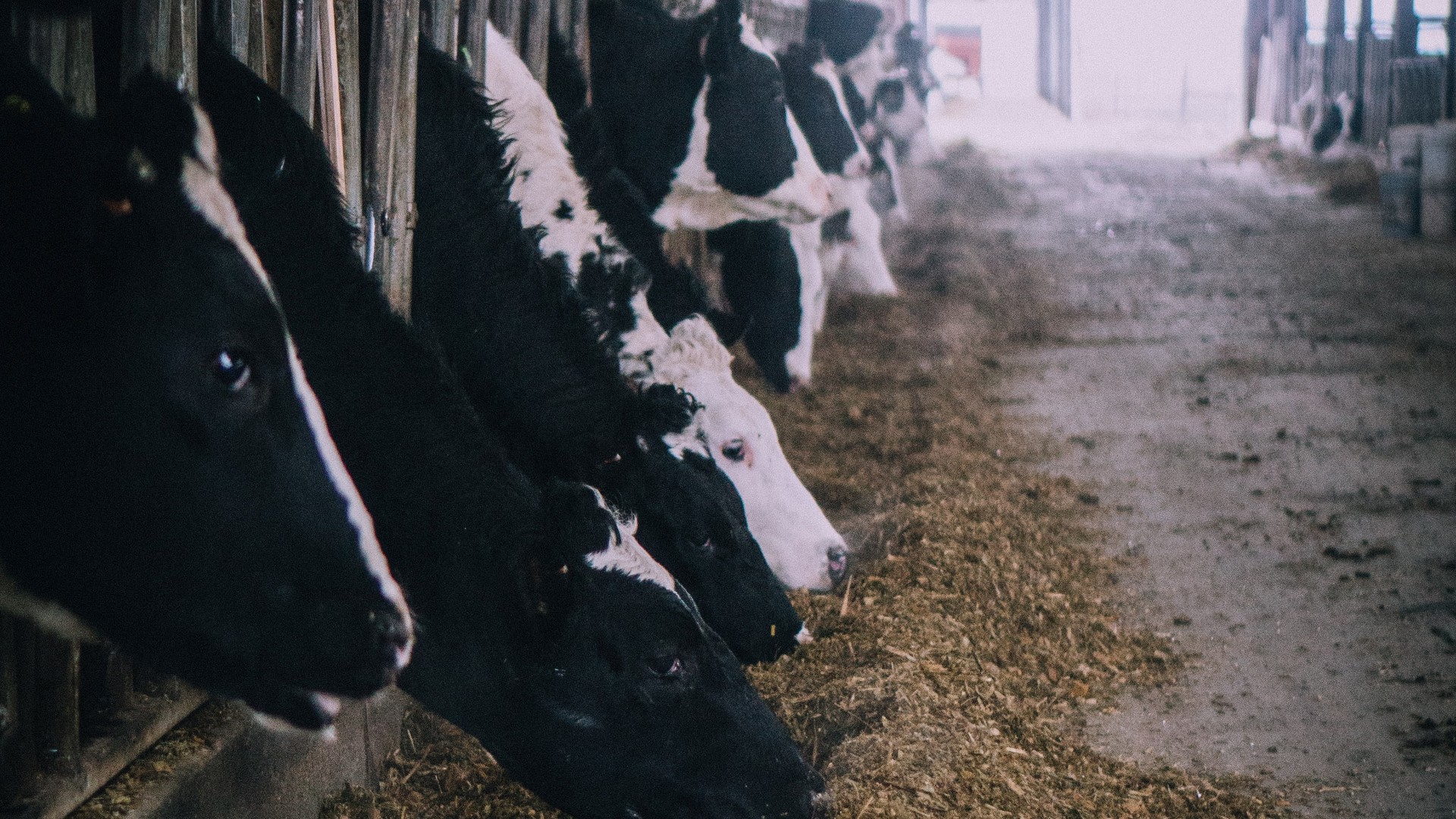 Genomic Testing for Healthier Dairy Herds