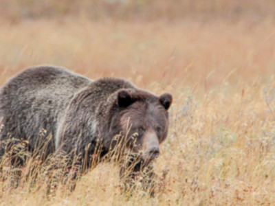 Secretary Bernhardt Listens to Local Concerns and Scraps Plans to Reintroduce Grizzly Bears into the North Cascades Ecosystem