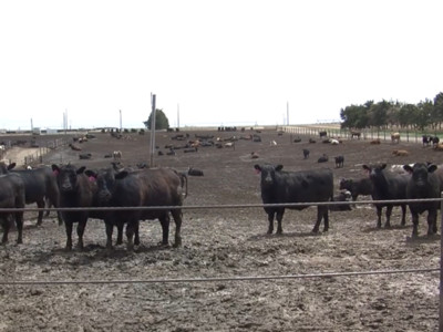 Legislation Designed to Improve Price Transparency in Cattle Markets