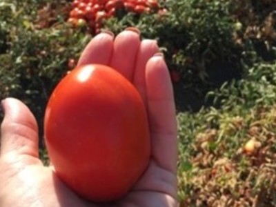 Tomato Harvest