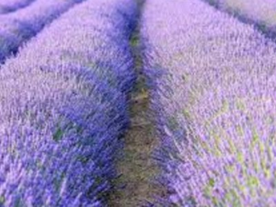 COVID Cancels Lavender Festival