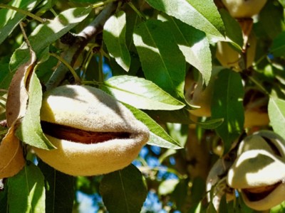 The California Almond Sustainability Program Helps Buyers Understand the Almond Industry Better when it Comes to Sustainably Growing the Crop