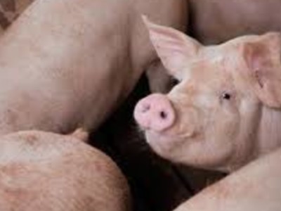 Swine Health Certification System