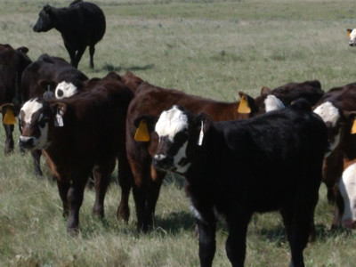 Beef Quality Assurance Program Earns Compliance With International Animal Welfare Standards