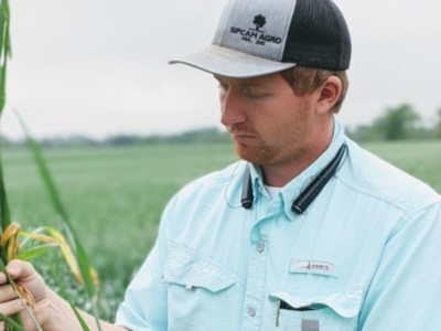 Rain Makes Grain, but also Fungi