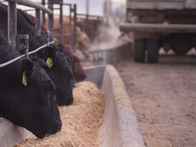 Agri Beef Announces Plans For New Idaho Packing Plant