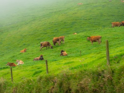 Livestock and Soil Health
