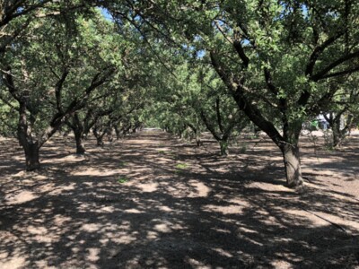 Planting Strategies in Potential Low Water Availability