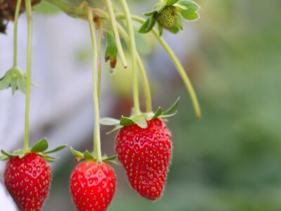 Strawberry Markets Stay Sweet all Summer Long