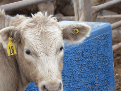 APHIS Awards Contracts to Provide up to Eight Million Low-Frequency RFID Tags to Cattle and Bison Producers