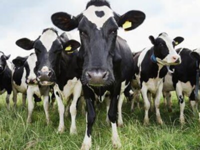 Cow Fart Myths Pt 3