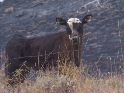 Ranchers Working to Prevent Catastrophic Wildfires