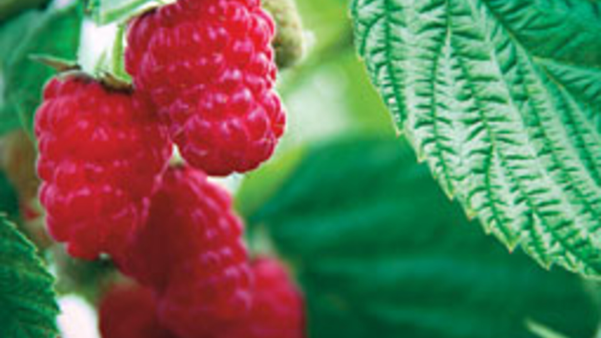 Red Raspberries 2020 Pt 1