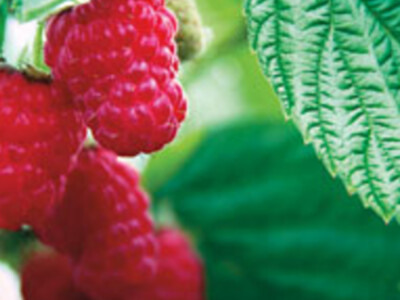 Red Raspberries 2020 Pt 1