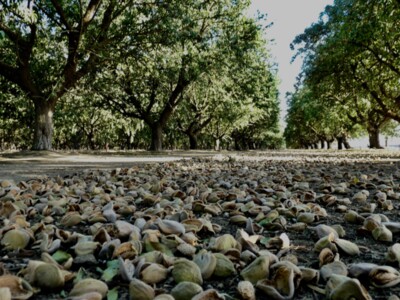 Hot Temperature and Fires Challenged Almond Grower