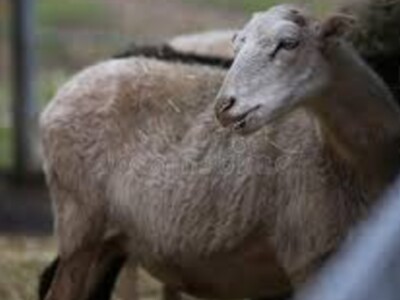 New Processing Plants for Colorado Sheep and Lamb