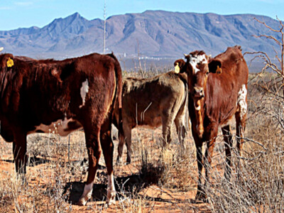 USCA Sends Letter Over Concerns with Mexican Beef