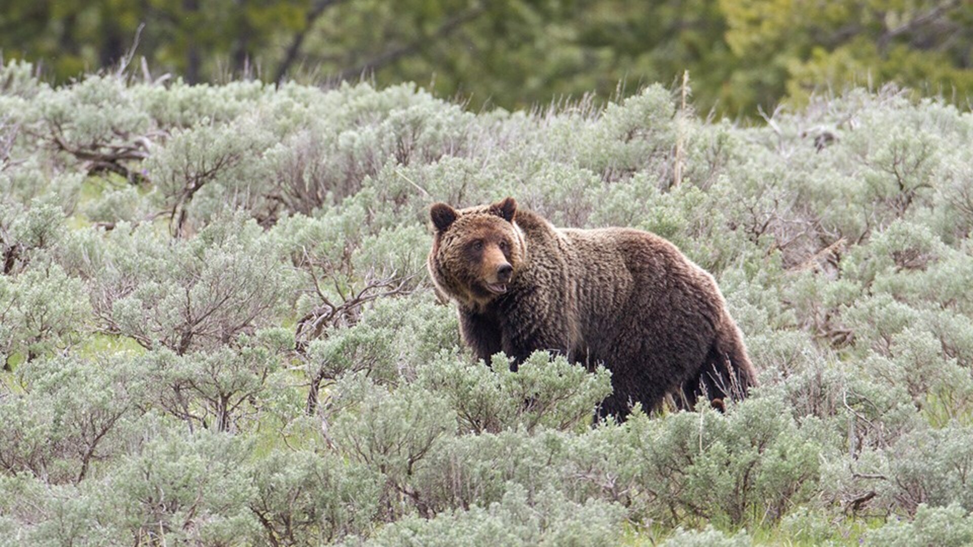Western Senators Urge Colleagues to Delist Greater Yellowstone Grizzly Bears