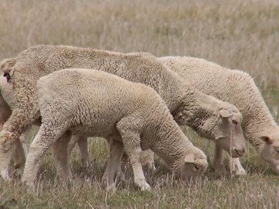 USDA Needs Lamb Sales Reports