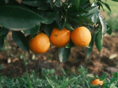 Cover Crops in Citrus - Part 1